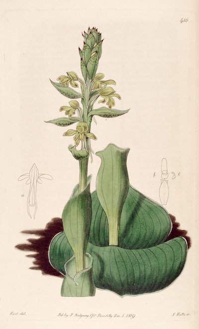Illustrazione di Satyrium bicorne (come sin. Satyrium cucullatum) da M. Hart